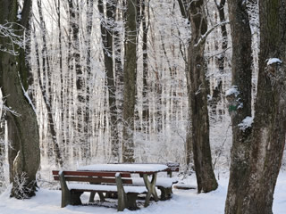 Bild: Wald-Rastplatz im Winter
