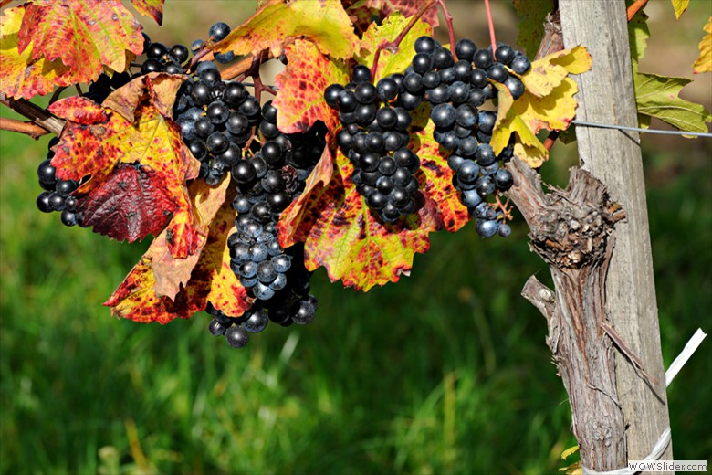 WEIN