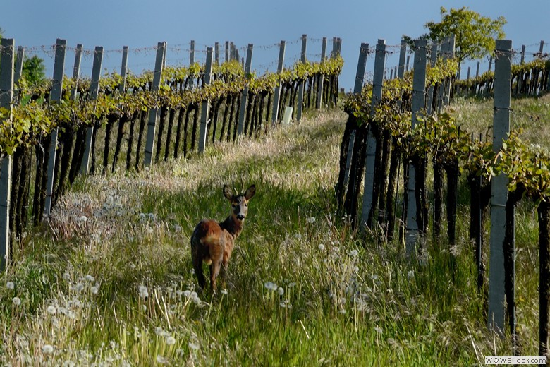 LANDSCHAFT
