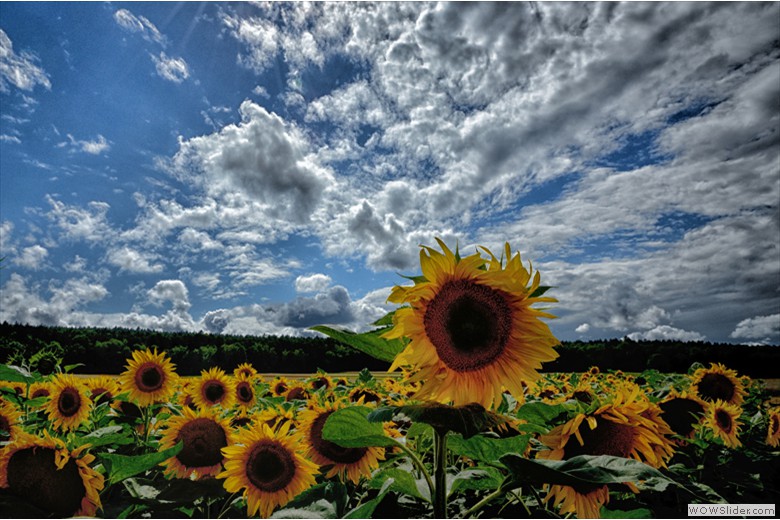 LANDSCHAFT