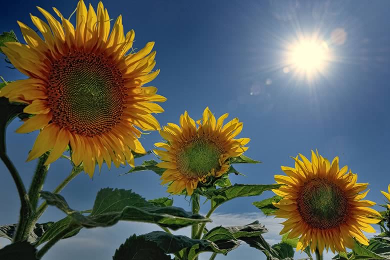SOMMER
