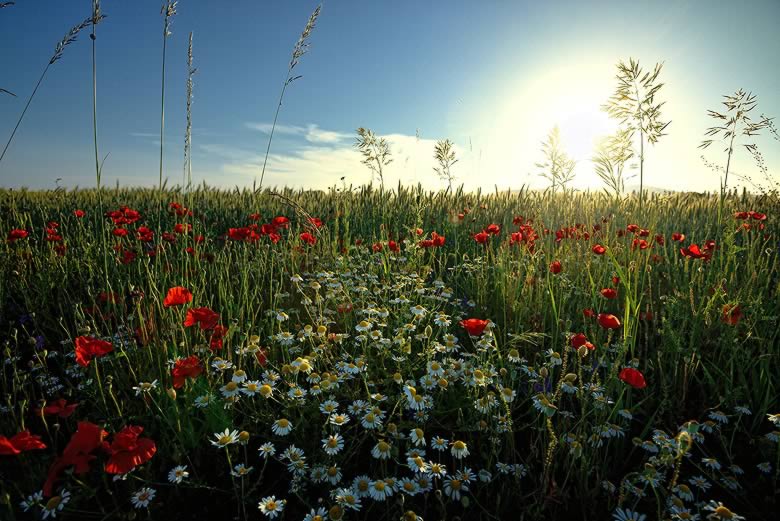 LANDSCHAFT