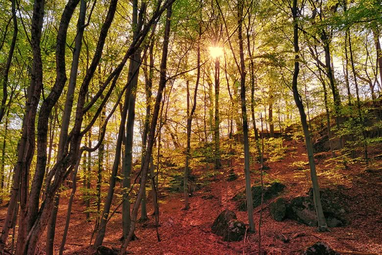 WALD