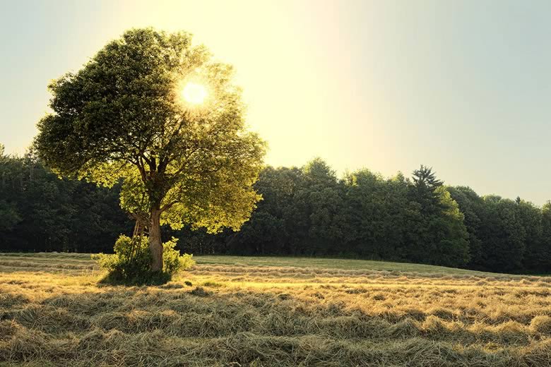 LANDSCHAFT